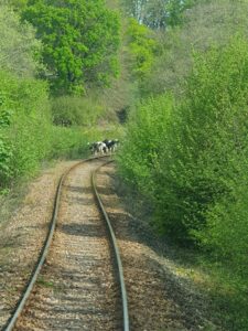 Cows on a railway track